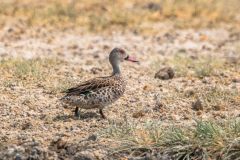 2023-09-Etosha-4-202