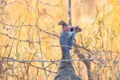 2023-09-Etosha-4-228