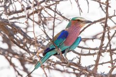 2023-09-Etosha-4-231