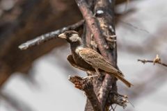 2023-09-Etosha-4-236