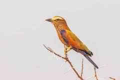 2023-09-Etosha-4-295