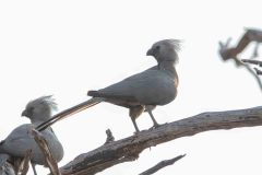 2023-09-Etosha-5-323