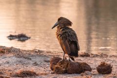 2023-09-Etosha-5-329