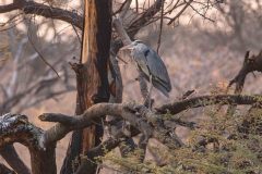 2023-09-Etosha-5-331