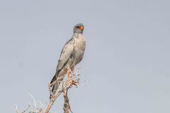 2023-09-Etosha-6-047