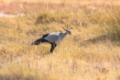 2023-09-Etosha-6-134