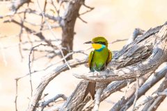 2023-09-Etosha-6-242