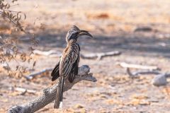 2023-09-Etosha-7-243