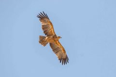 2023-09-Etosha-7-318