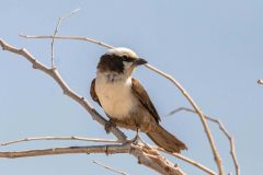 2023-09-Etosha-7-444