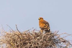 2023-09-Etosha-7-478