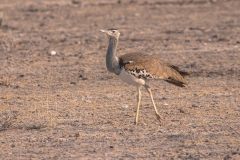 2023-09-Etosha-8-016