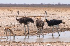 2023-09-Etosha-8-153