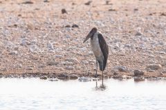 2023-09-Etosha-9-06