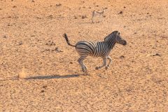 2023-09-Etosha-2-101