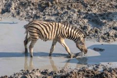 2023-09-Etosha-2-111