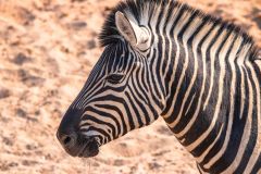 2023-09-Etosha-2-123