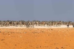 2023-09-Etosha-2-184-Pano