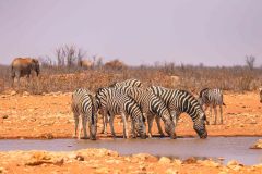 2023-09-Etosha-2-292