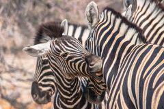 2023-09-Etosha-4-020