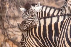 2023-09-Etosha-4-021