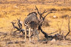 2023-09-Etosha-4-269