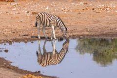 2023-09-Etosha-6-017