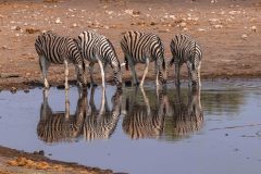 2023-09-Etosha-6-031