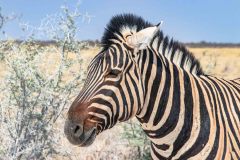 2023-09-Etosha-6-076