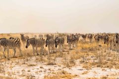 2023-09-Etosha-6-538