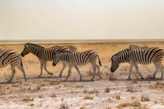 2023-09-Etosha-6-540