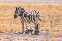 2023-09-Etosha-6-568