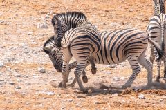 2023-09-Etosha-7-340