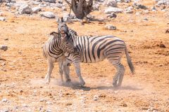 2023-09-Etosha-7-364