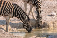 2023-09-Etosha-8-058