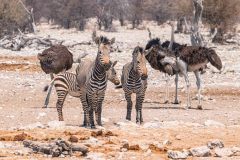 2023-09-Etosha-8-303