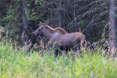 2022-08-Kenai-Peninsula-189