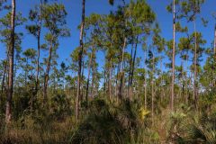 2022-11-Everglades-144-Pano