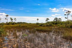 2022-11-Everglades-147