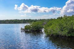 2022-11-Everglades-161