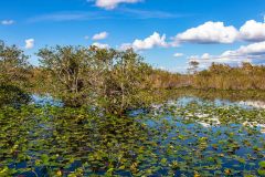 2022-11-Everglades-183