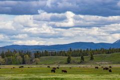 2022-06-1-Grand-Teton-NP-031