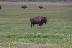 2022-06-1-Grand-Teton-NP-010