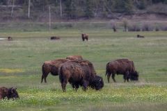 2022-06-1-Grand-Teton-NP-017