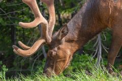 2022-06-1-Grand-Teton-NP-113