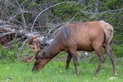 2022-06-1-Grand-Teton-NP-121