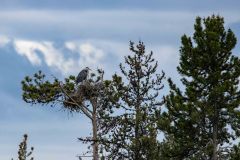 2022-06-1-Grand-Teton-NP-123