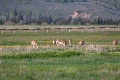 2022-06-1-Grand-Teton-NP-132