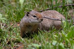 2022-06-1-Grand-Teton-NP-157