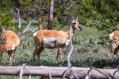 2022-06-1-Grand-Teton-NP-215